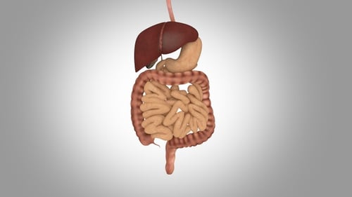 3D Human Digestive System Anatomy Rotating Animation