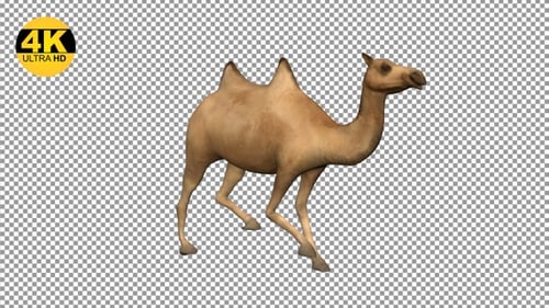 Camel Walking Angled View