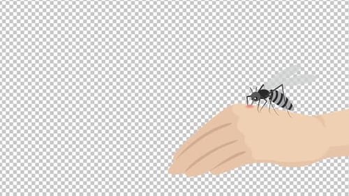 Mosquito Biting Animation