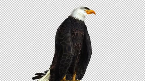 Eagle Idle Right View Loop