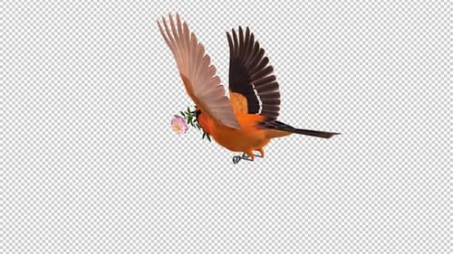 Orange Oriole with White Flower - Tropical Bird - Flying Loop - Back Angle View CU