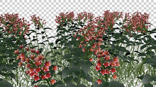 Feinlaubige Flowers Field