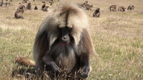 Monkey. Baboons. Young baboons chew and eat in the meadow during the day. Wildlife. African safari.