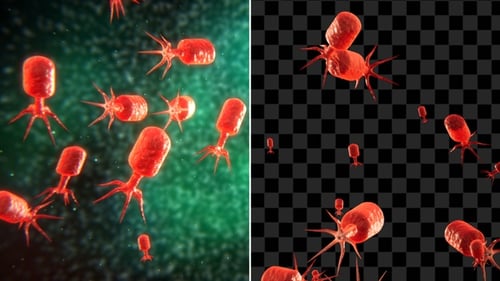 Bacteriophage Or Phages With Alpha Channel