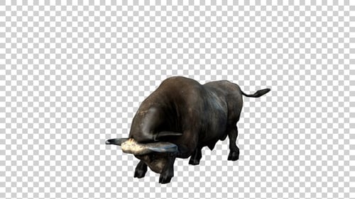 Buffalo Attack Jumping With Head Angle View