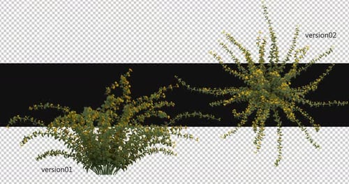 Pack Of 2 Spider Bush Plant With Flowers On Alpha Loop