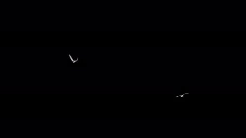 2 Seagull Birds - Eurasian Mediterranean Black Headed - Flying Around Loop - Alpha Channel
