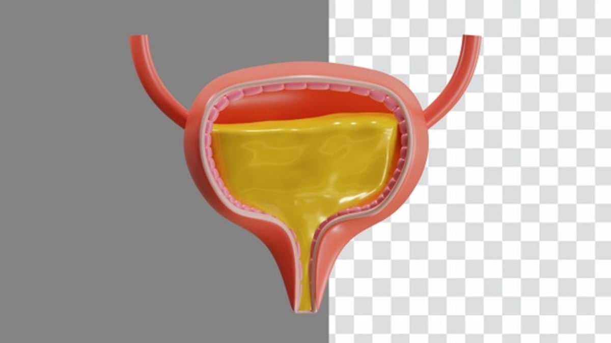 3D Animation of Bladder system of the urinary tract | Alpha Channel ...