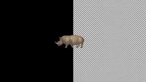 Rhinoceros walks from right to left, Exclusive, Alpha Channel