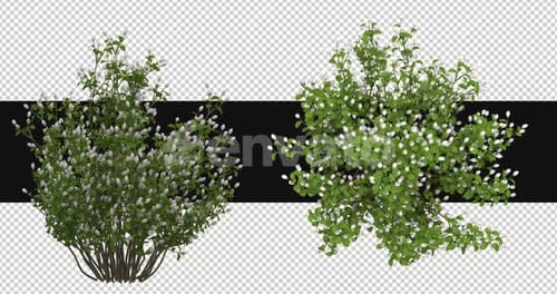 3d Baccharis Flowers Pack On Alpha Channel
