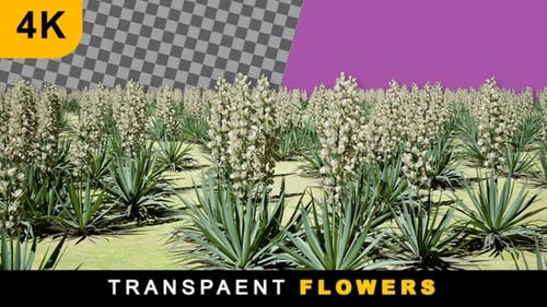 White Flower Plant Landscape On Transparent Background