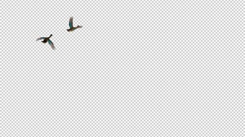 2 Wild Colorful Duck Birds - American Wood Male and Female - Flying Around Loop - II - Alpha Channel