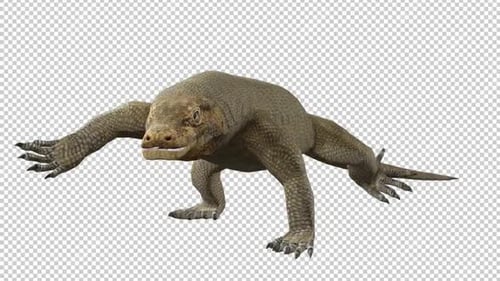 Komodo Dragons Walk Rundweg mit linker Ansicht