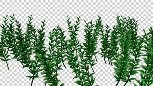 Knotweed Plants Field