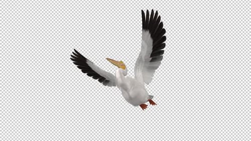 North American White Pelican Bird - Flying Loop - Low Angle View CU - Alpha Channel
