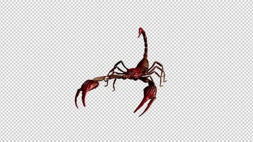 Bloody Golden Scorpion - Fight Loop - I - Top Side Angle View CU - Alpha Channel