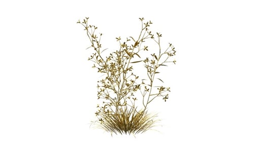 Golden Prairie Blues Grass Alpha Loop