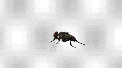 Realistic Housefly Animated Walk Cycle with Alpha Channel
