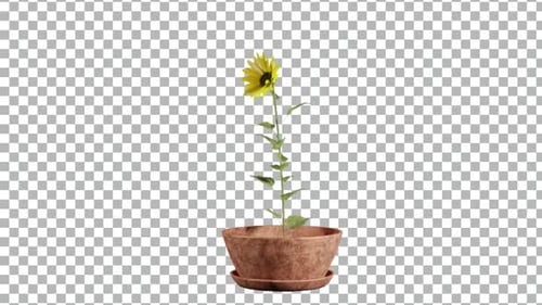 Animated Potted Sunflower Plant on Transparent Background