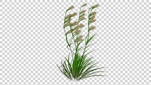 Dactylis Plant