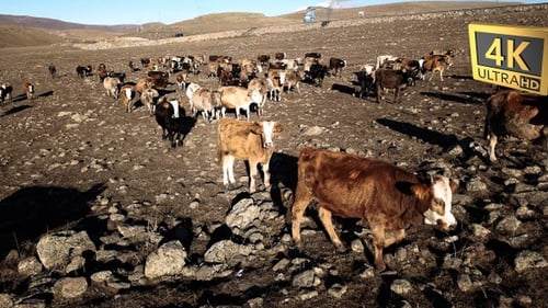 Aerial View Of Cows In Turkey 15