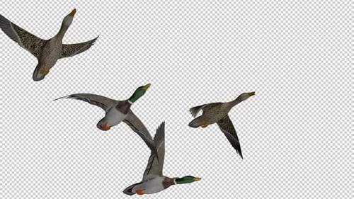 Flying Mallard Ducks with Alpha Channel