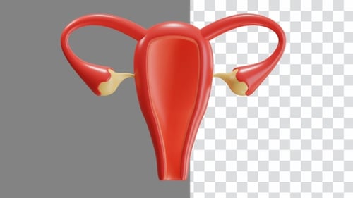 3D Animation of Female Uterus Rotating for Medical Education