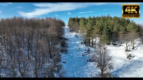 Snowy Forest Road