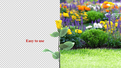 Realistic Yellow Flower Blooming Time-Lapse