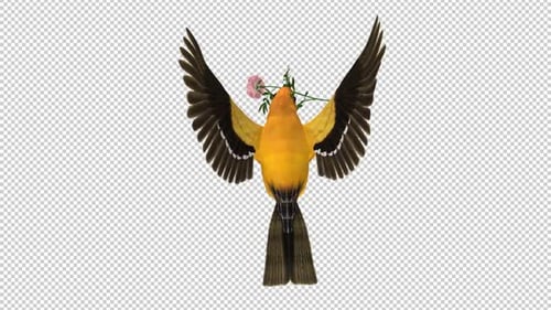 Orange Oriole with White Flower - Tropical Bird - Flying Loop - Top View CU