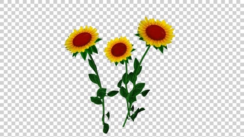 Modern Illustrated Sunflowers with Alpha Channel