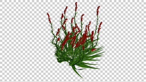 Red Flowers Swaying Plant Natural Animation