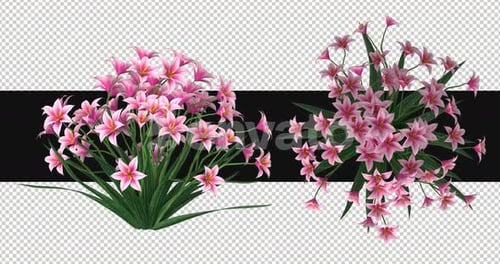 Pack Of 2 Lily Flowers Moving In The Wind On Alpha Loop