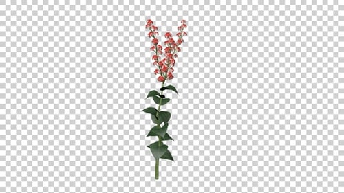Salvia Flowers