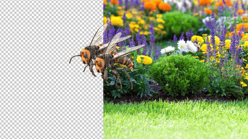 Hornets Flying and Merging with Logo Reveal