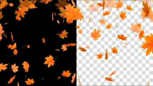 Realistic Golden Maple Leaves Falling Animation