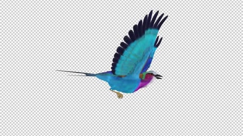 African Bird - Lilac Roller - Flying Loop - Side View Closeup