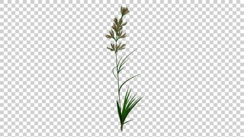 Dactylis Plant
