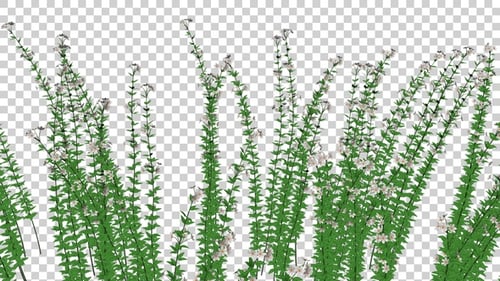 Capitatus Plants Field