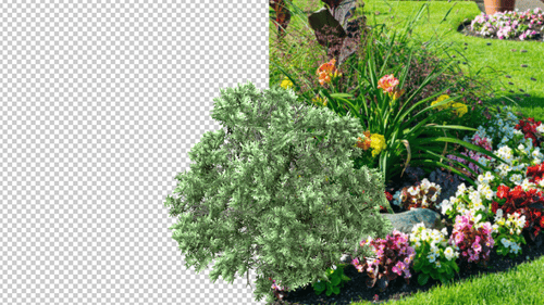 American Boxwood Wind Idle