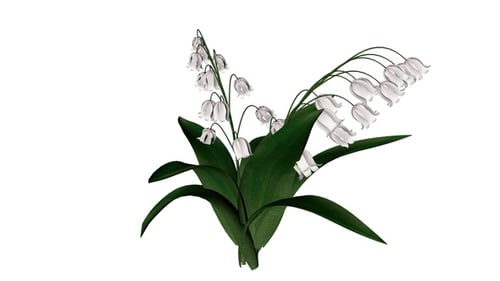 Campanula Bellflowers