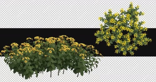 Pack Of 2 Weigela Plant With Flowers On Alpha Loop