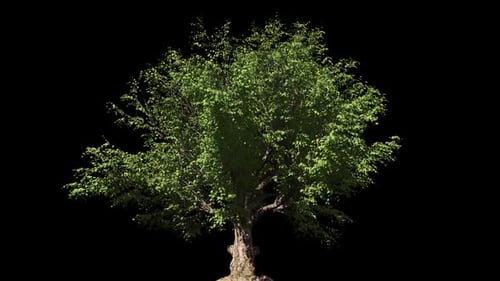 Animated Green Tree Swaying Alpha Channel