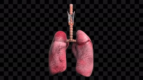 3D Animation of Human Lungs and Trachea Rotating