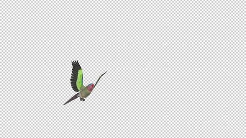 Parrot Bird - Australian Princess - Flying Transition - I - Alpha Channel