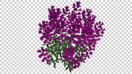 Animated Purple Flower Bush with Transparent Background