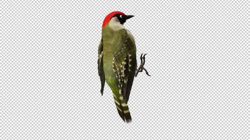 Woodpecker Bird - Eurasian Green - Flying Loop - Tree Seating - Side Angle View CU