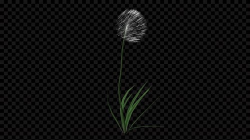 Realistic Dandelion Blowing in Wind