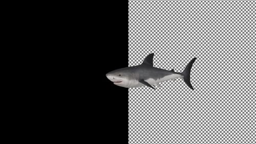 The shark swims up from the right and bites, Alpha Channel, Exclusive