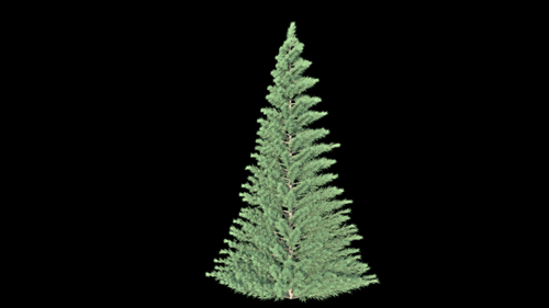 Blue Spruce Tree Growing Transparent Background